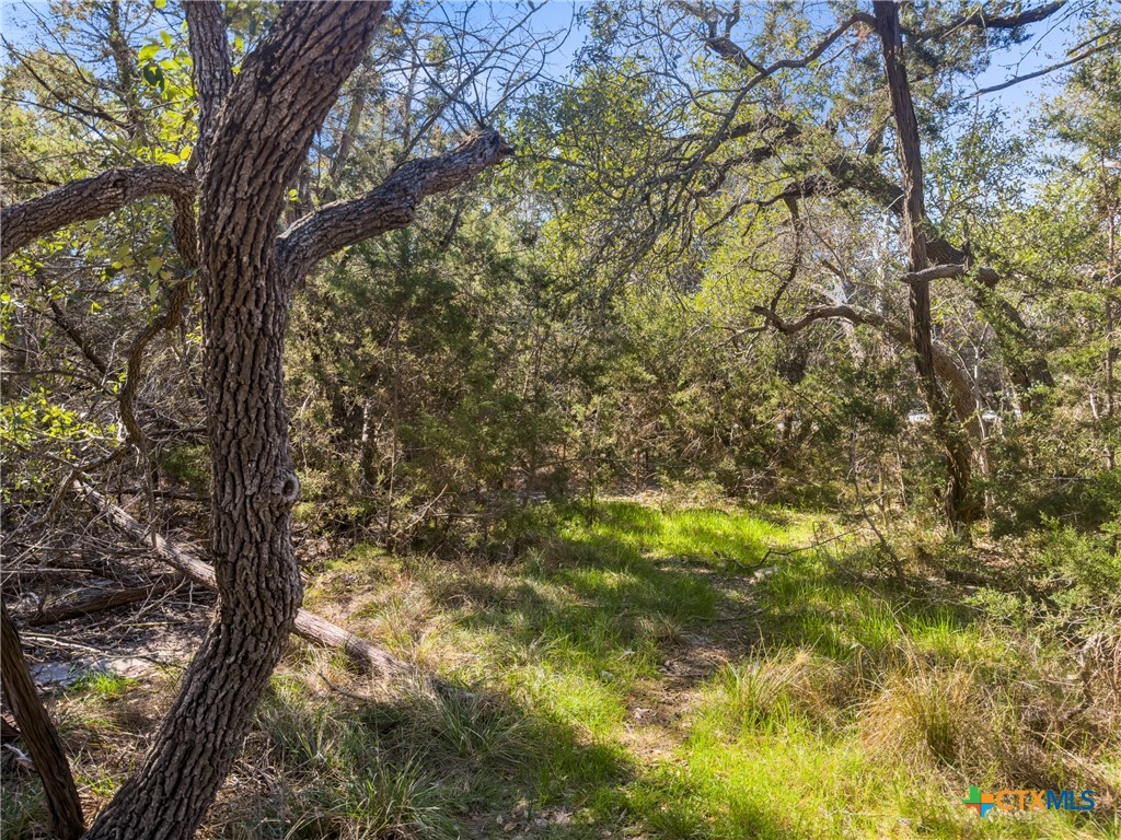 1738 Cave Drive Spring Branch, TX 78070 - Photo 6 of 18 a view of tree