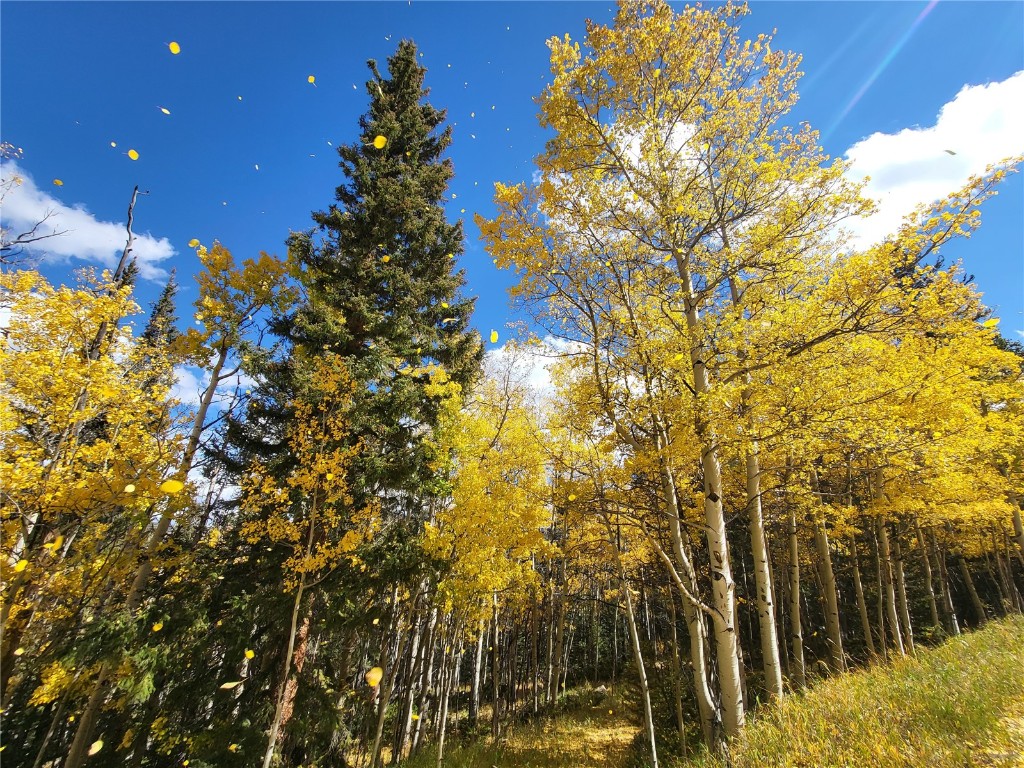 Tbd Michigan Hill Road Jefferson, CO 80456 - Photo 15 of 44 a view of a yard with plants and tree