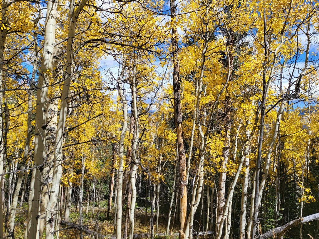 Tbd Michigan Hill Road Jefferson, CO 80456 - Photo 21 of 44 a view of a yard of a building