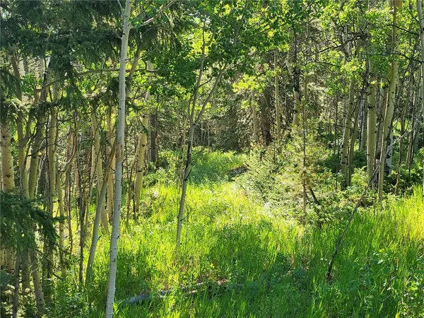 a picture of tree