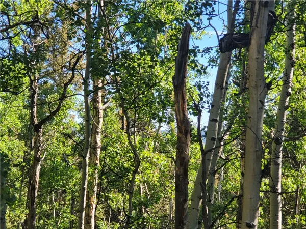 a view of forest