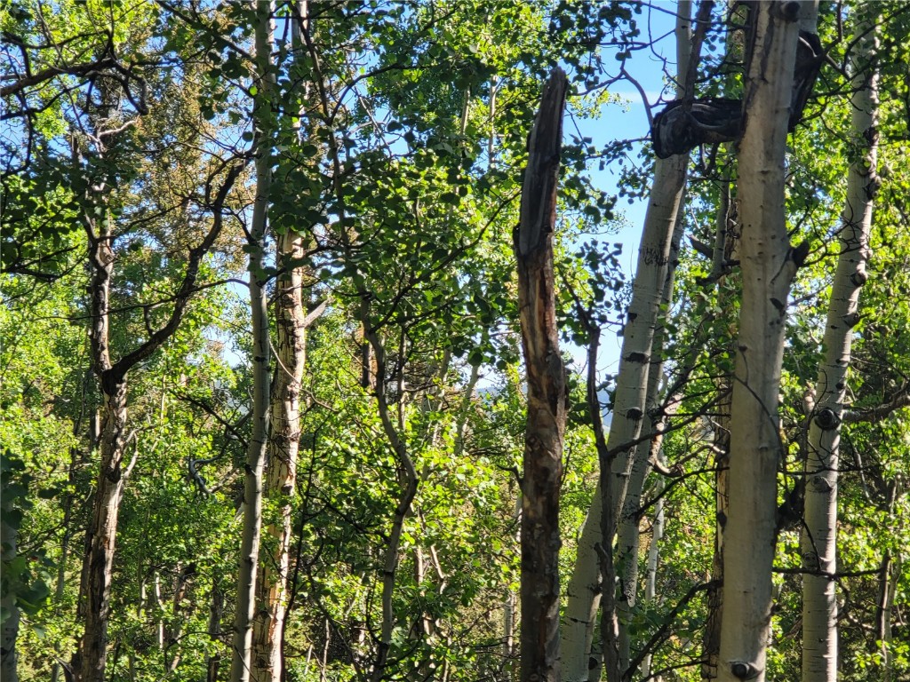 Tbd Michigan Hill Road Jefferson, CO 80456 - Photo 25 of 44 a view of a tree