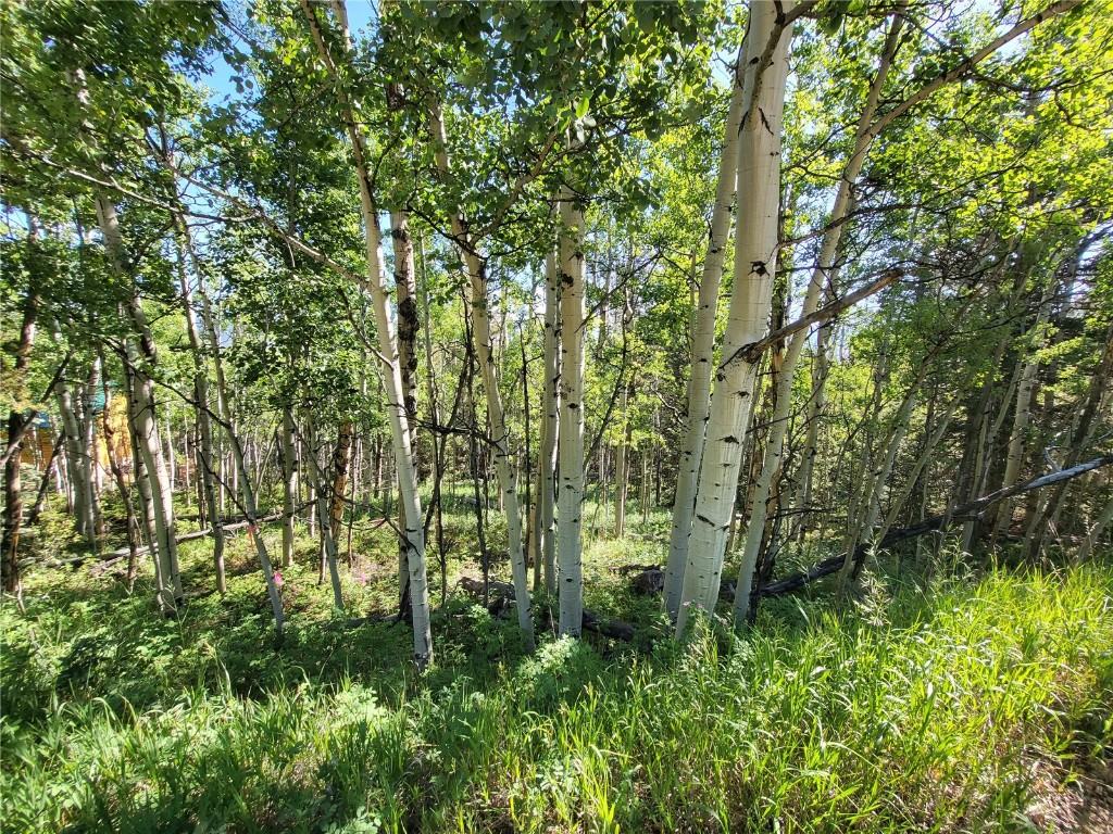 Tbd Michigan Hill Road Jefferson, CO 80456 - Photo 31 of 44 a view of forest