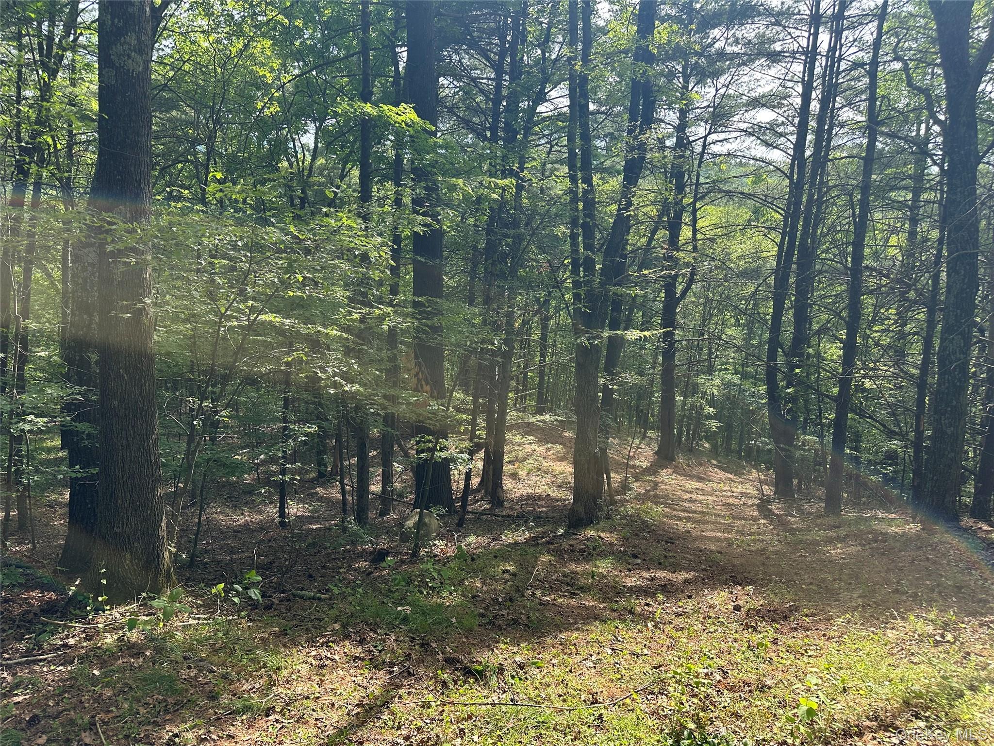 804 Hearts Content Road Cairo, NY 12473 - Photo 15 of 34 a view of a forest with trees