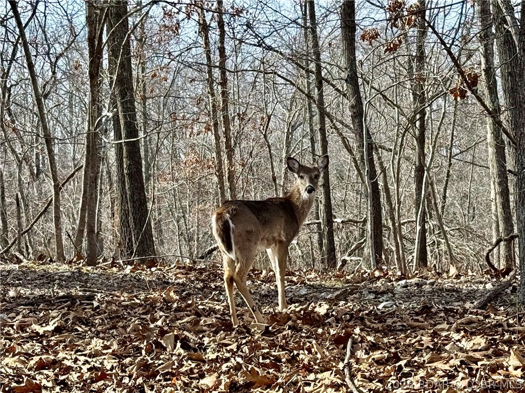 0 Red Fox Road Climax Springs, MO 65324 - Photo 8 of 36 A little friend posed for me!
