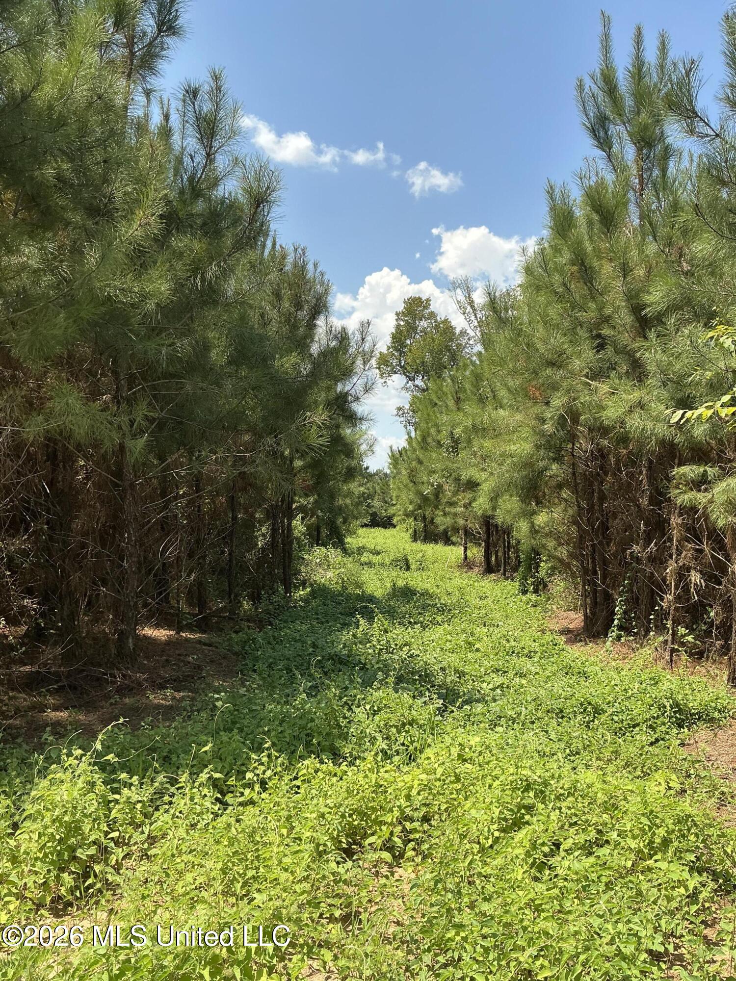 Smithtown Road Tylertown, MS 39667 - Photo 14 of 18 IMG_0008