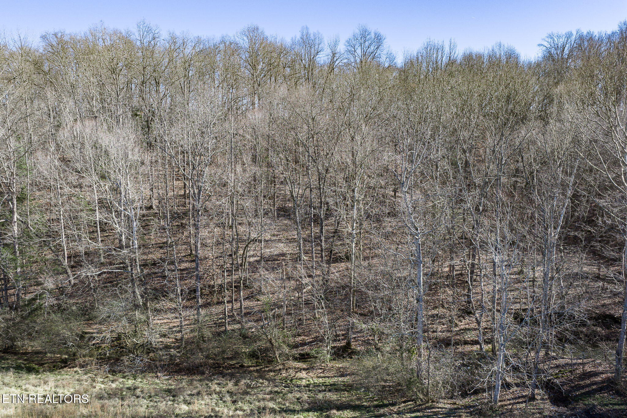 24-ac Cedar Grove Road Pall Mall, TN 38577 - Photo 14 of 28 18-web-or-mls-Cedar Grove Rd 24 Ac_086_T