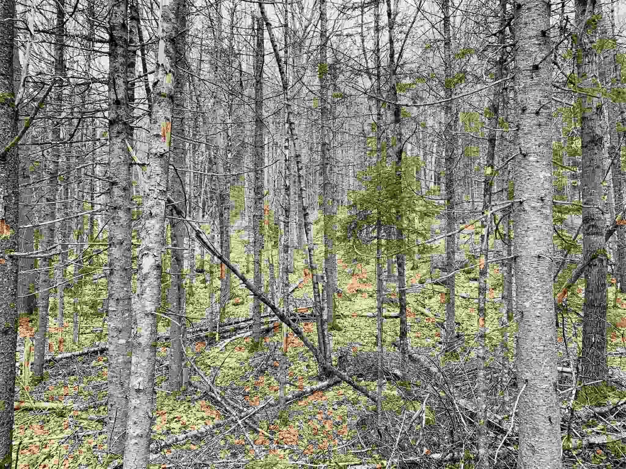 Lot 1 Hoyt Brook Road Danbury, NH 03230 - Photo 3 of 8 Gallery Image 3