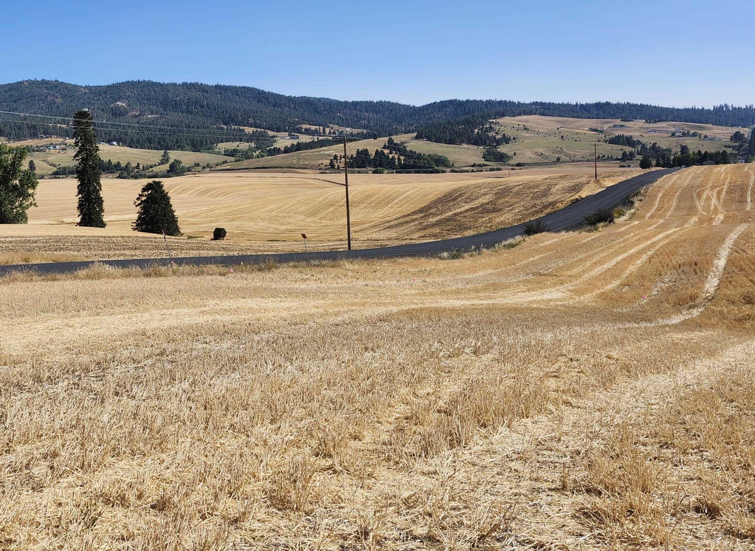 8008 South Jackson Road Mica, WA 99023 - Photo 8 of 12