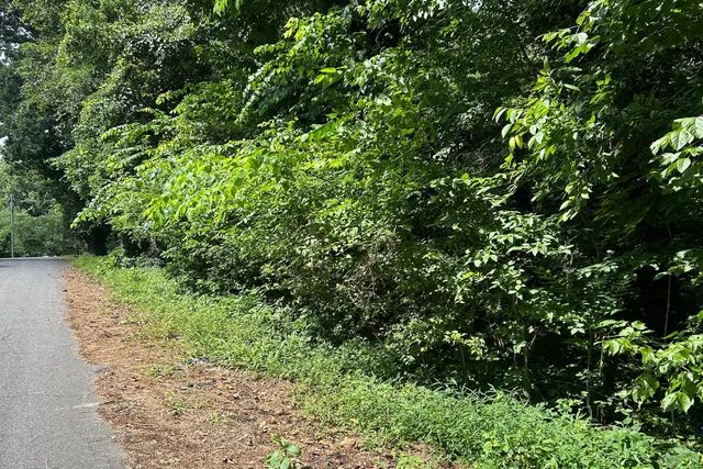 a view of a garden with plants