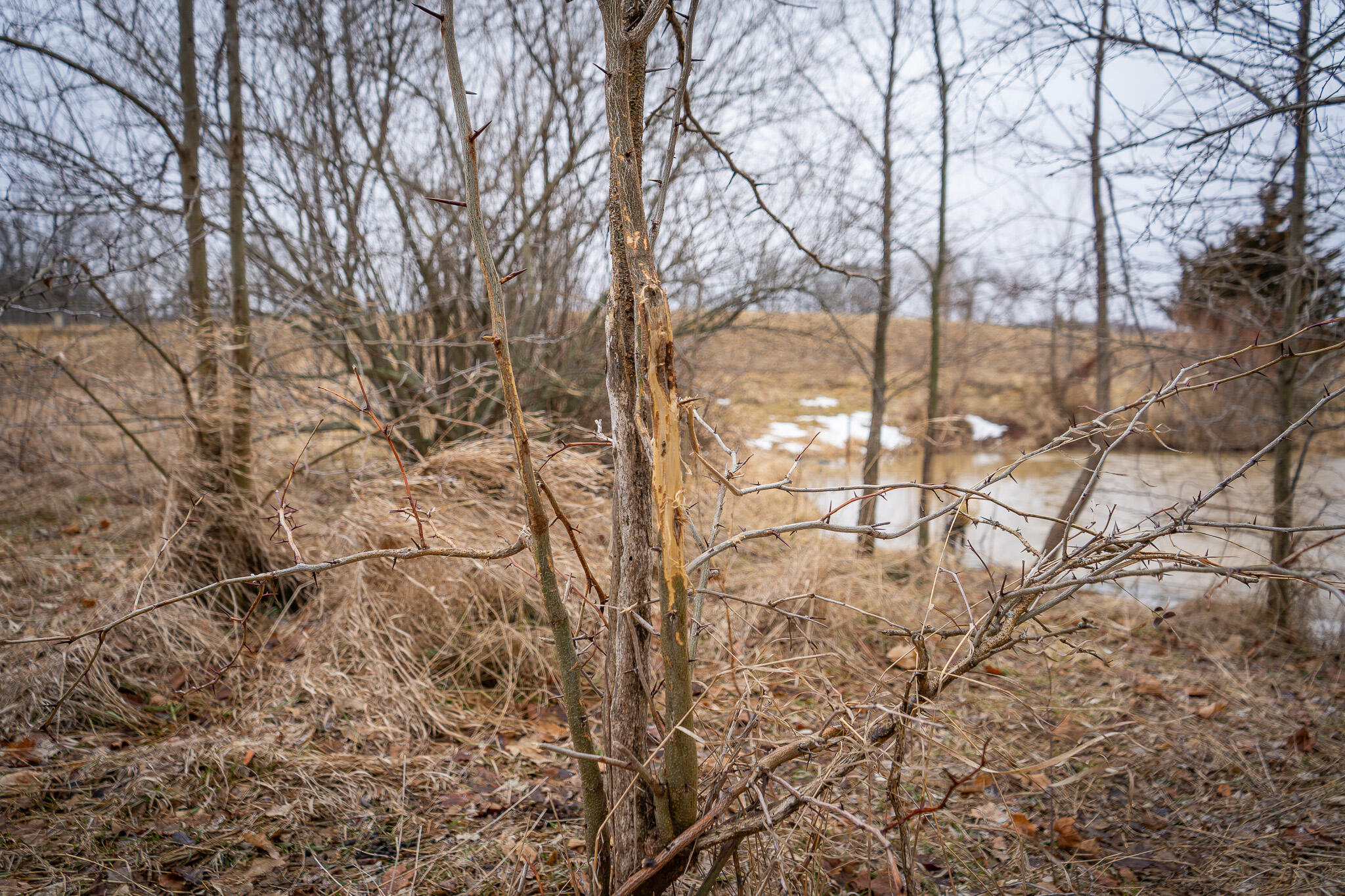 1601 West Territorial Road Camden, MI 49232 - Photo 20 of 34 DSC07664