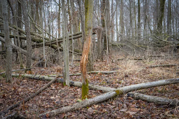 $600,000 | 1601 West Territorial Road, Camden, MI 49232