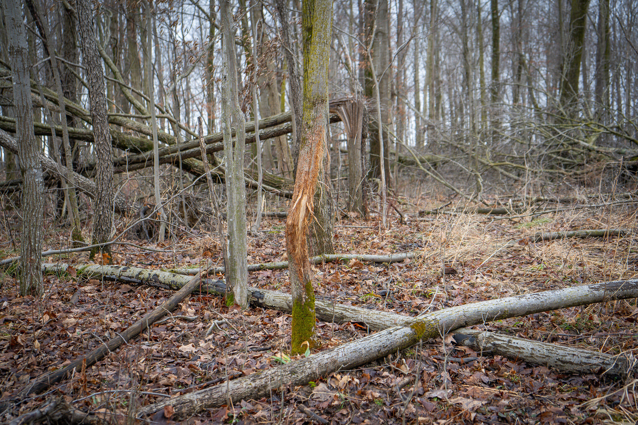 1601 West Territorial Road Camden, MI 49232 - Photo 29 of 34 DSC07699 (1)