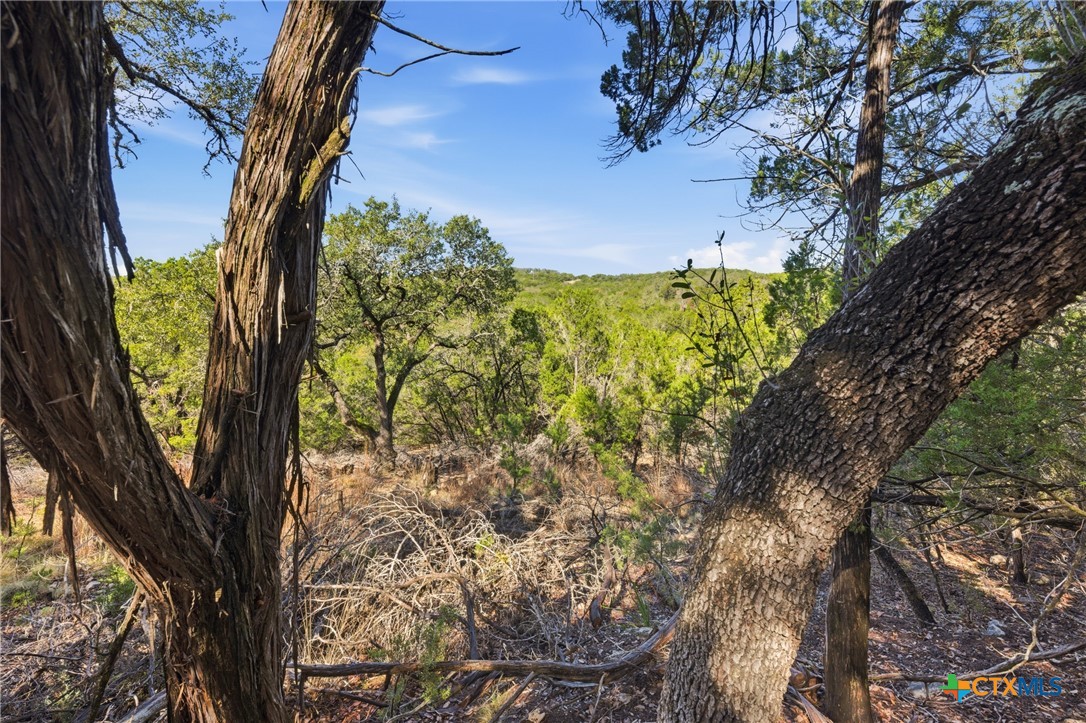 1025 Flaman Road Canyon Lake, TX 78133 - Photo 15 of 31 a view of a yard with plants and trees