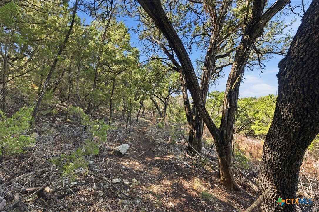1025 Flaman Road Canyon Lake, TX 78133 - Photo 16 of 31 a view of tree