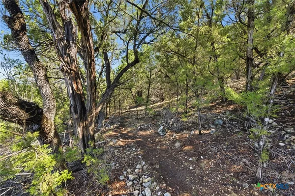 a view of a tree in a yard