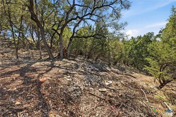a view of a tree