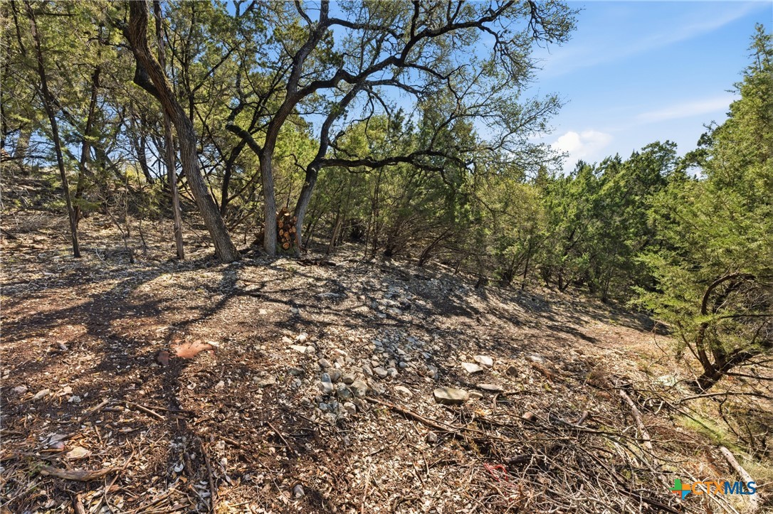 1025 Flaman Road Canyon Lake, TX 78133 - Photo 9 of 31 a view of a tree
