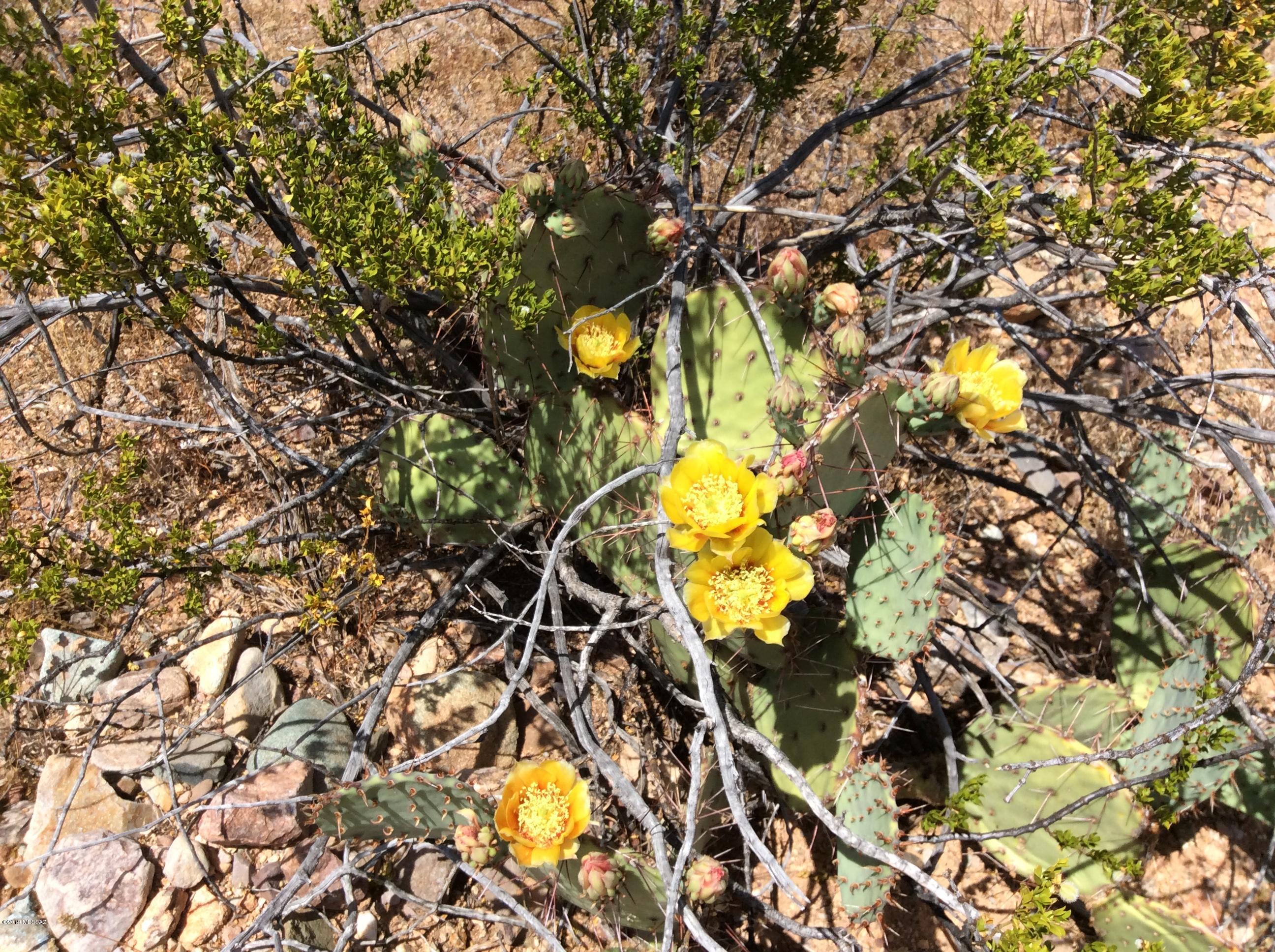Peppersauce Mine Road San Manuel, AZ 85631 - Photo 29 of 33