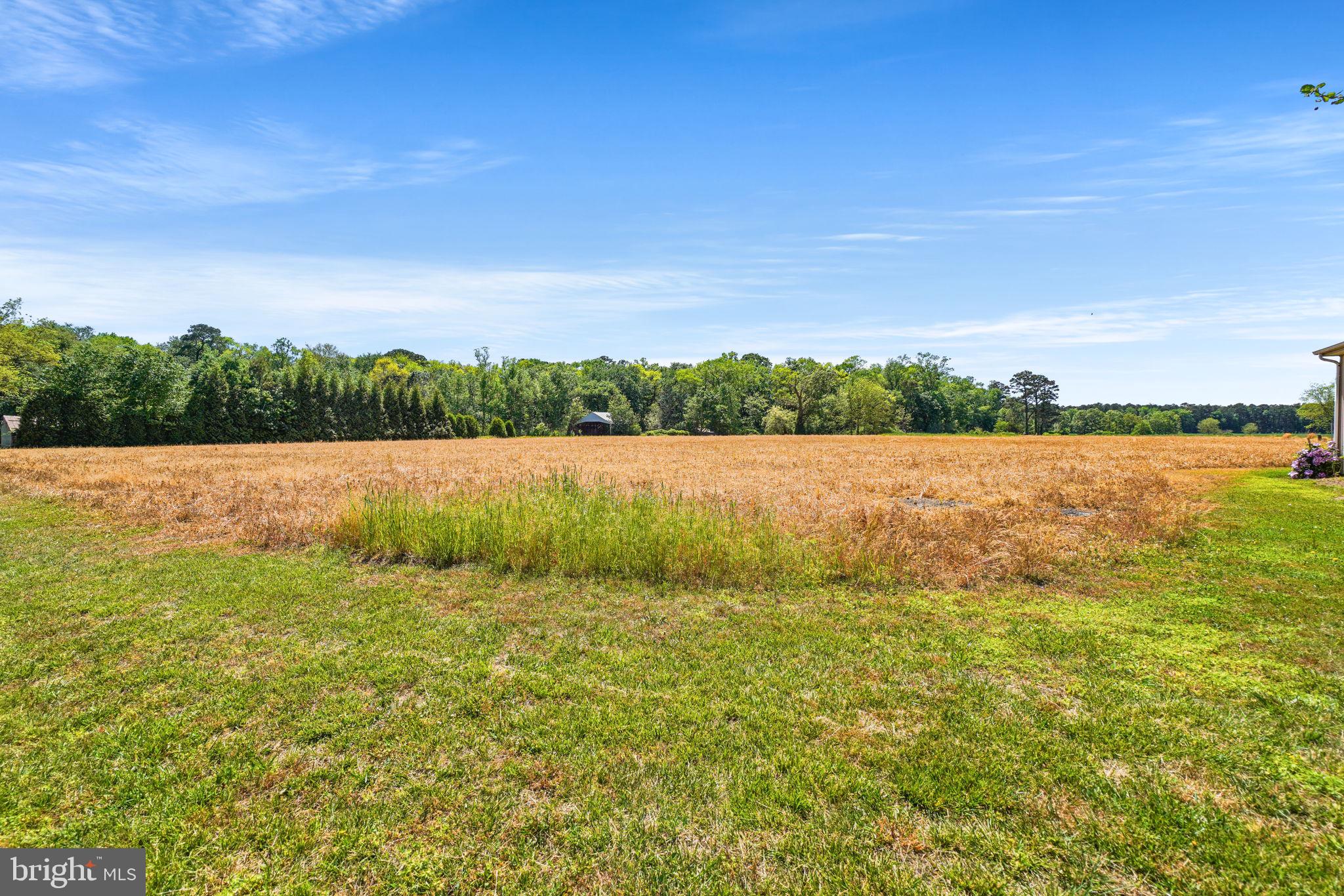 32444 Rehobeth Road Pocomoke City, MD 21851 - Photo 8 of 48 Field w/ woods behind