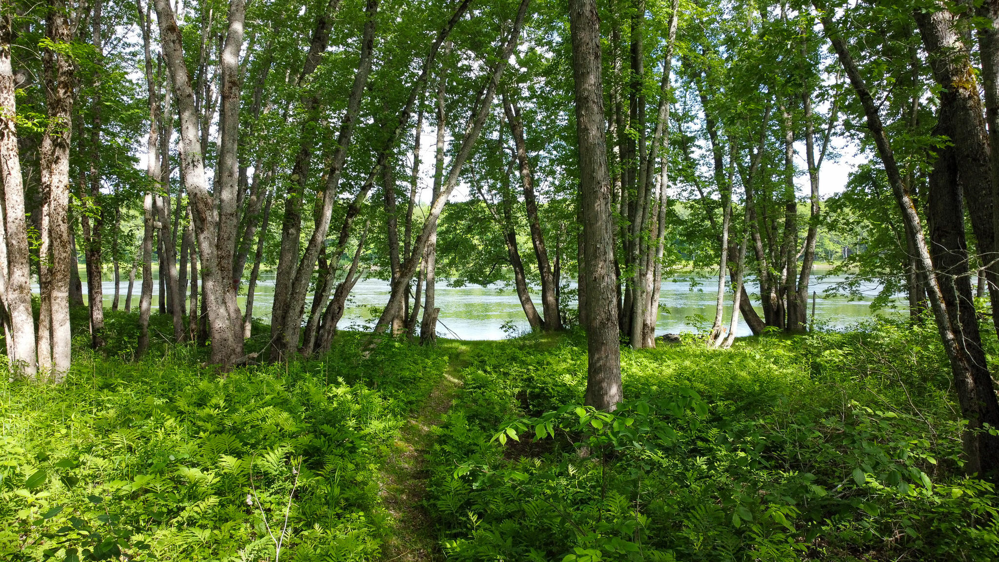 Tbd Mohawk Road Lincoln, ME 04457 - Photo 4 of 29 DJI_0472