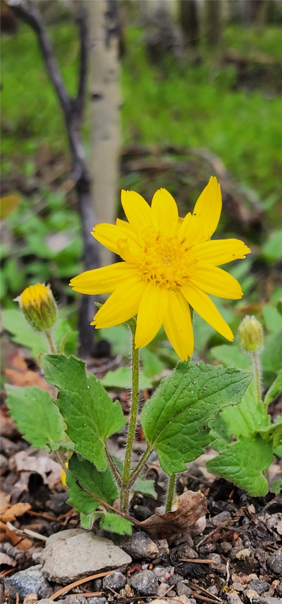 Arnica montana