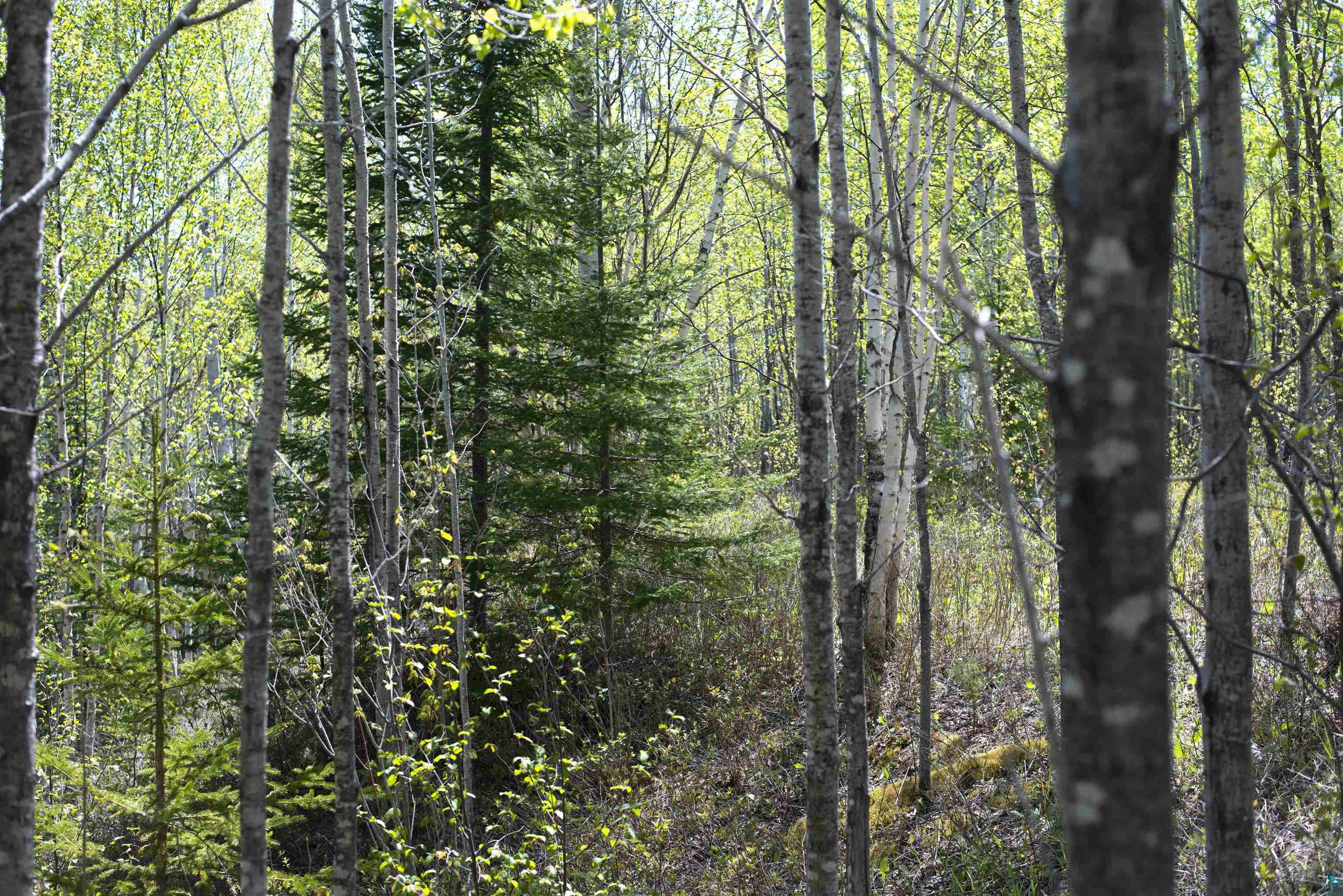 13 Coyote Ridge Grand Marais, MN 55604 - Photo 20 of 30