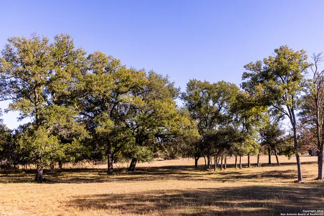 a view of yard with trees