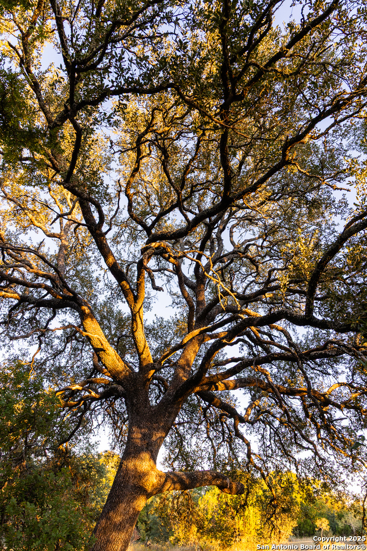 387 Schmidtzinsky Road Fredericksburg, TX 78624 - Photo 27 of 37 a picture of tree