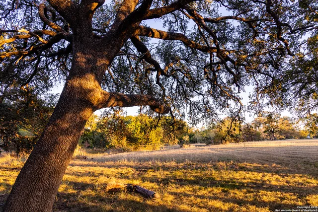 a view of a tree with a tree in a yard