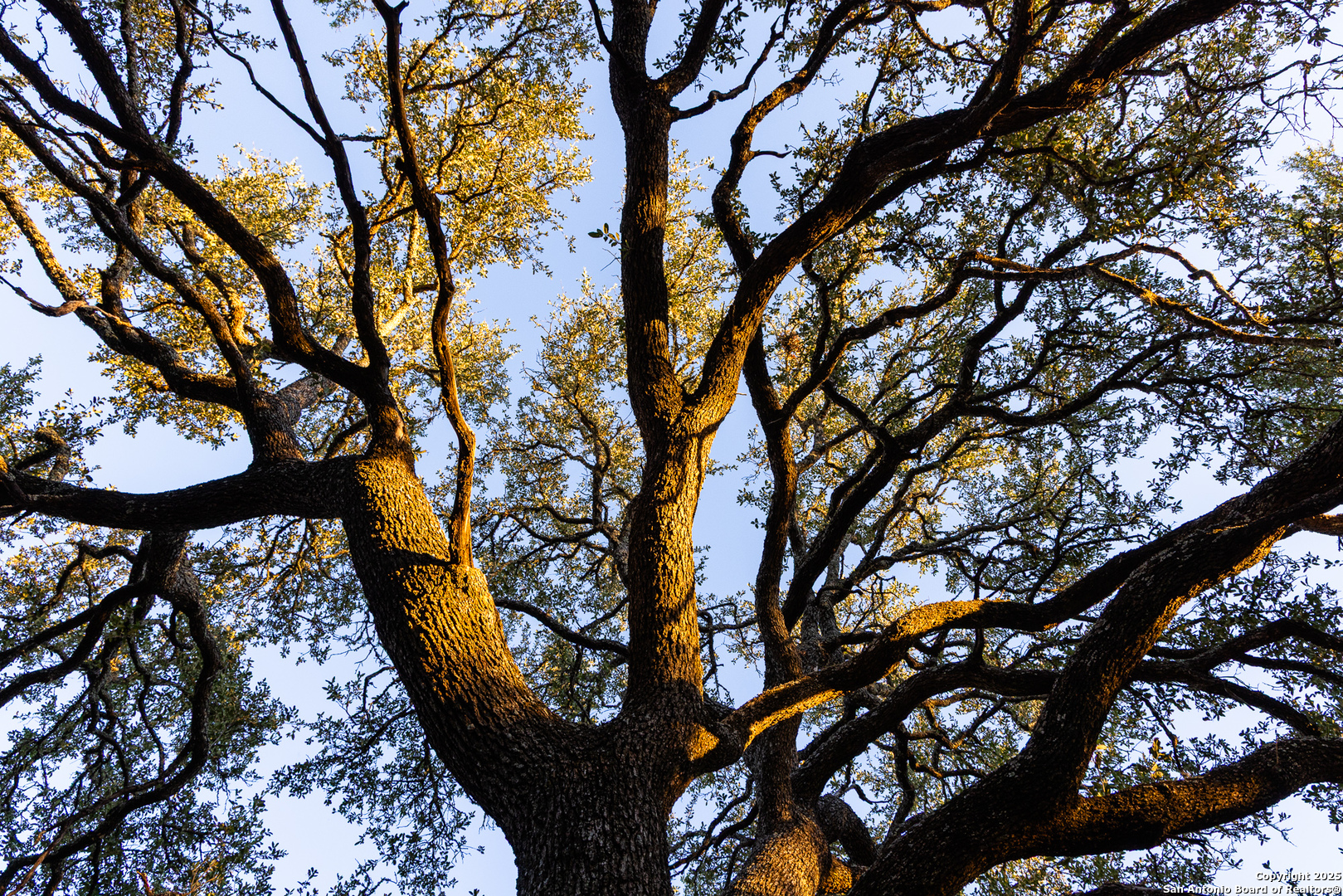 387 Schmidtzinsky Road Fredericksburg, TX 78624 - Photo 29 of 37 a view of a tree with a tree in a yard