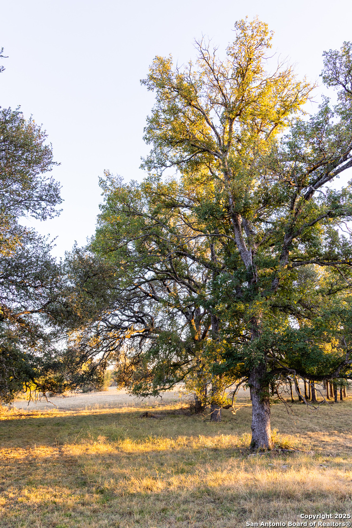 387 Schmidtzinsky Road Fredericksburg, TX 78624 - Photo 32 of 37 a view of a yard with a tree