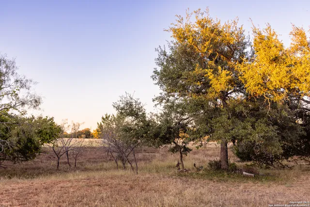 a tree in the middle of a field