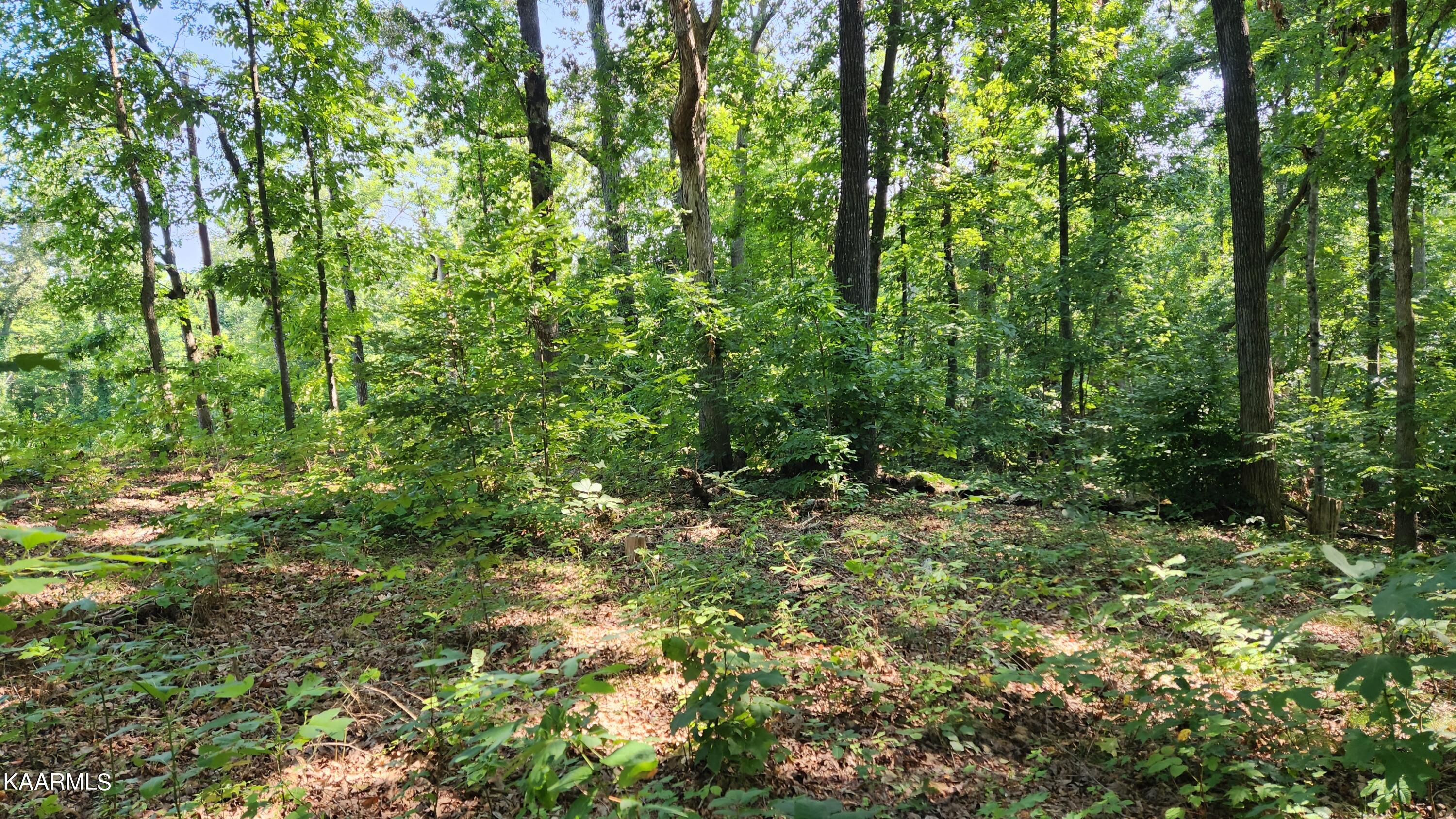 1056 Wilderness Road Friendsville, TN 37737 - Photo 5 of 18 20230801_103033