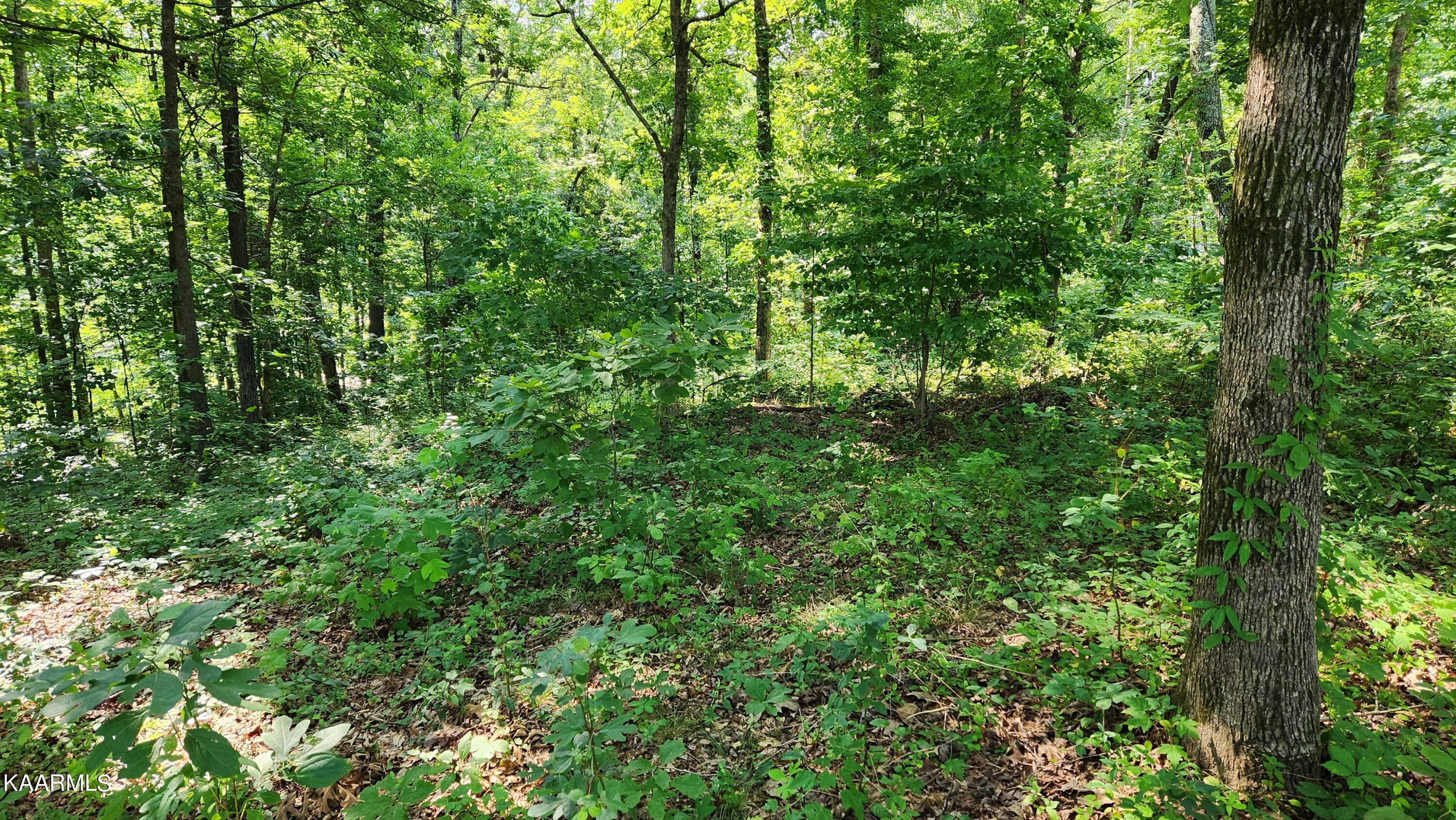 1056 Wilderness Road Friendsville, TN 37737 - Photo 6 of 18 20230801_103041