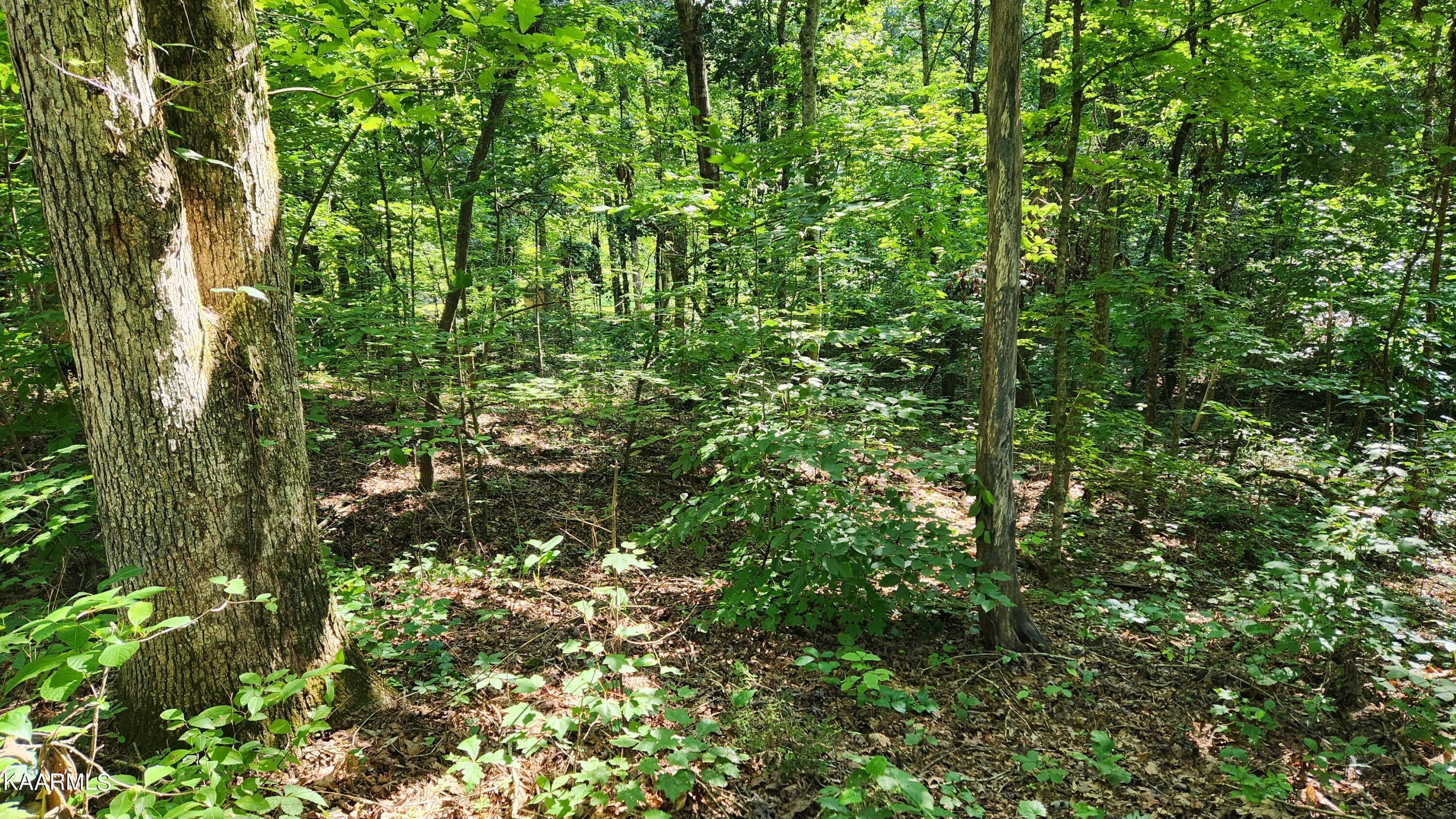 1056 Wilderness Road Friendsville, TN 37737 - Photo 7 of 18 20230801_103348
