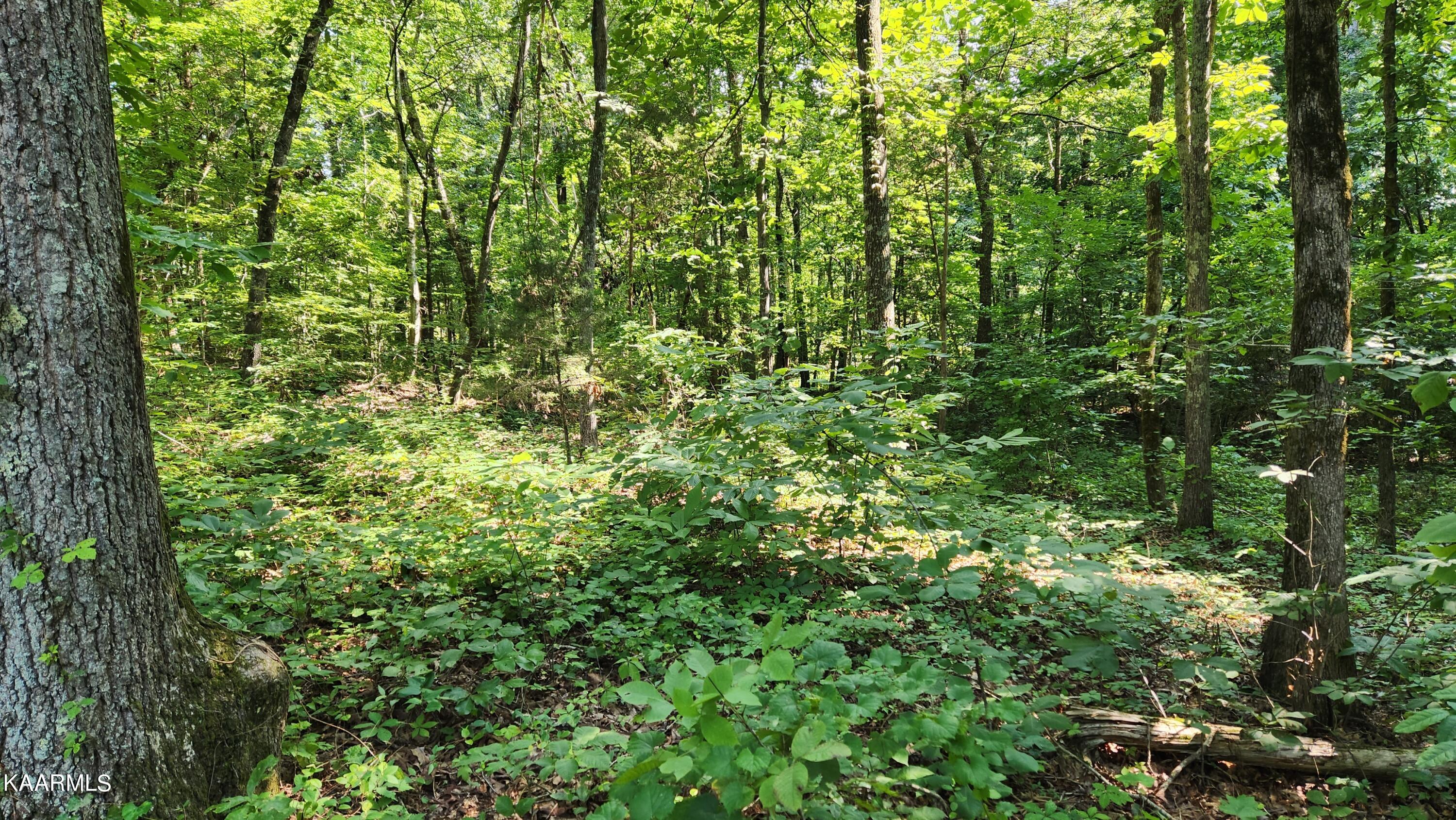 1056 Wilderness Road Friendsville, TN 37737 - Photo 8 of 18 20230801_103419