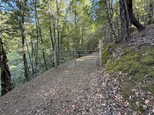 a view of a forest with trees in the background