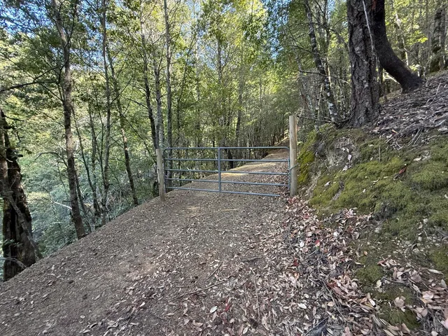a view of a forest with trees in the background