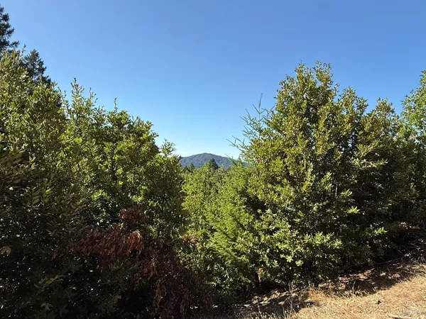 a view of a yard