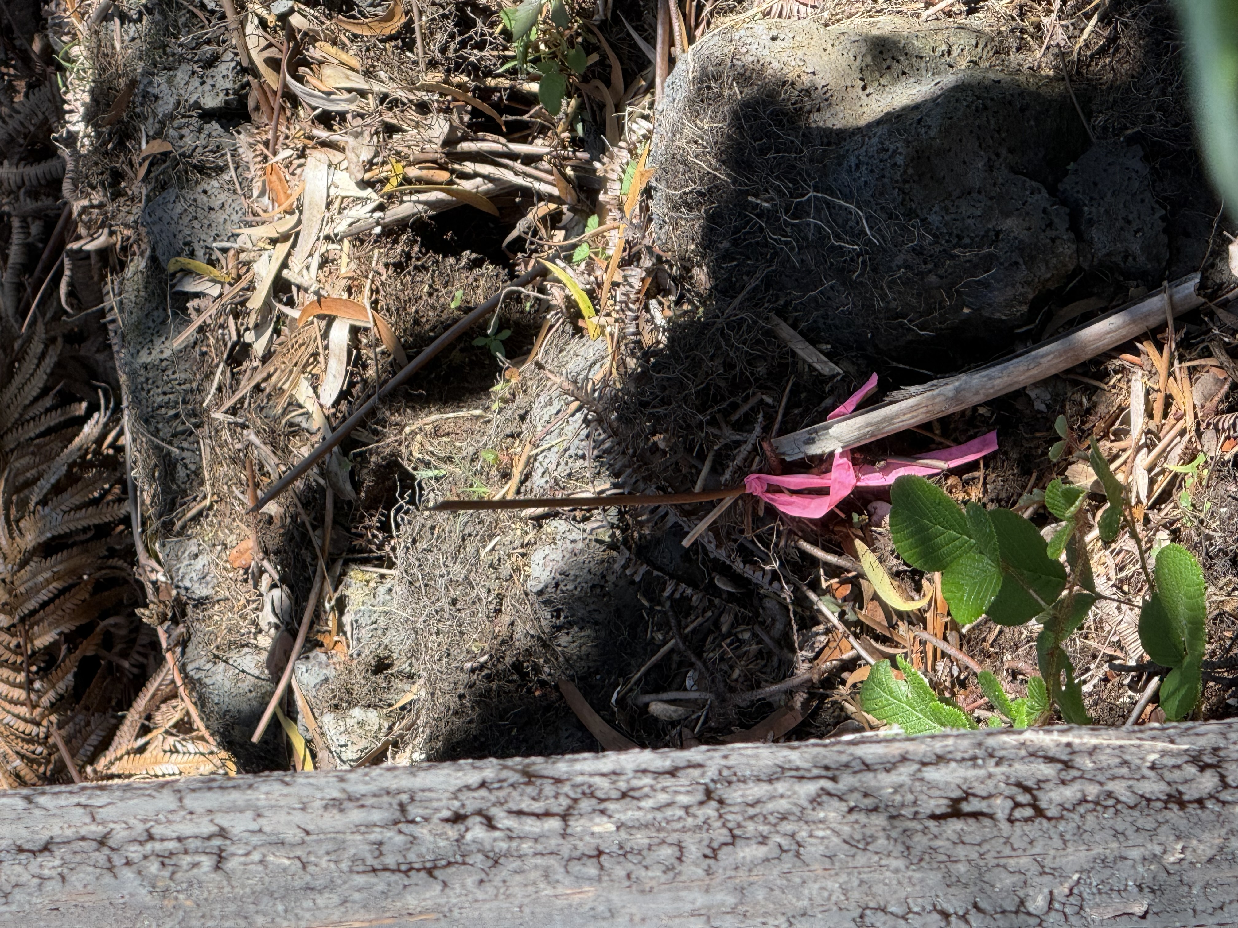 8622 Nalehua Road Volcano, HI 96778 - Photo 3 of 6 Gallery Image 3