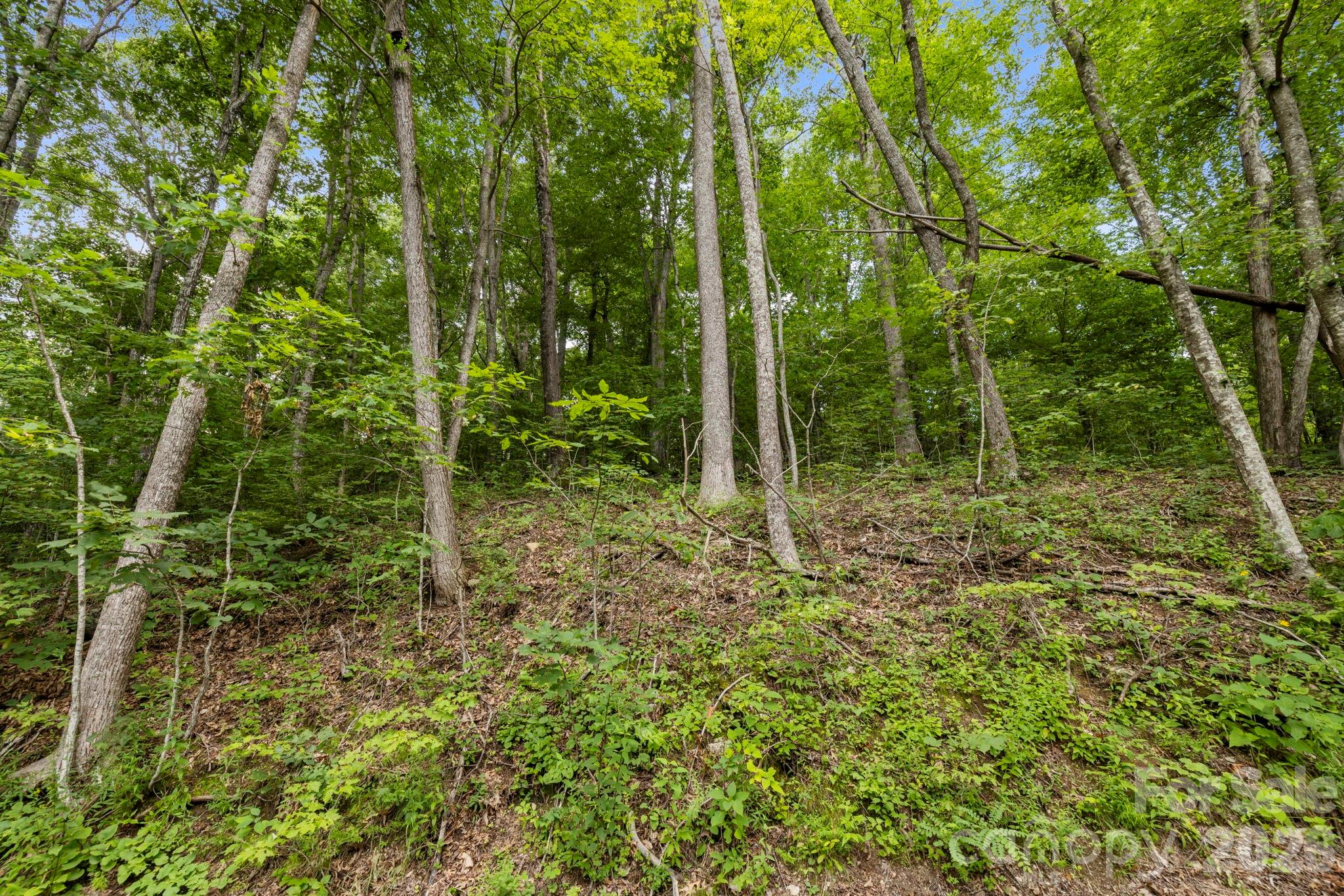 99999 Little Pisgah Road Fairview, NC 28730 - Photo 10 of 13
