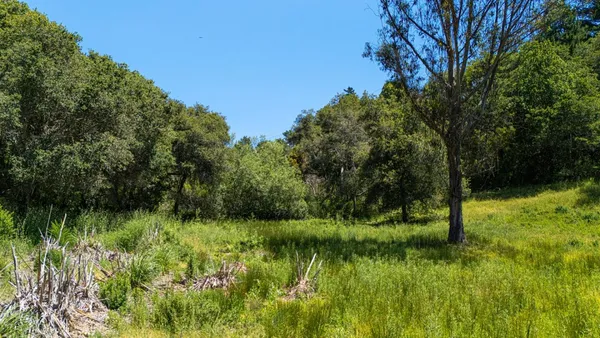 a view of a lush green space