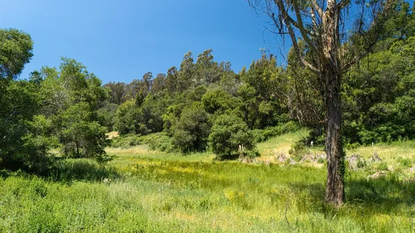 a view of a lush green space