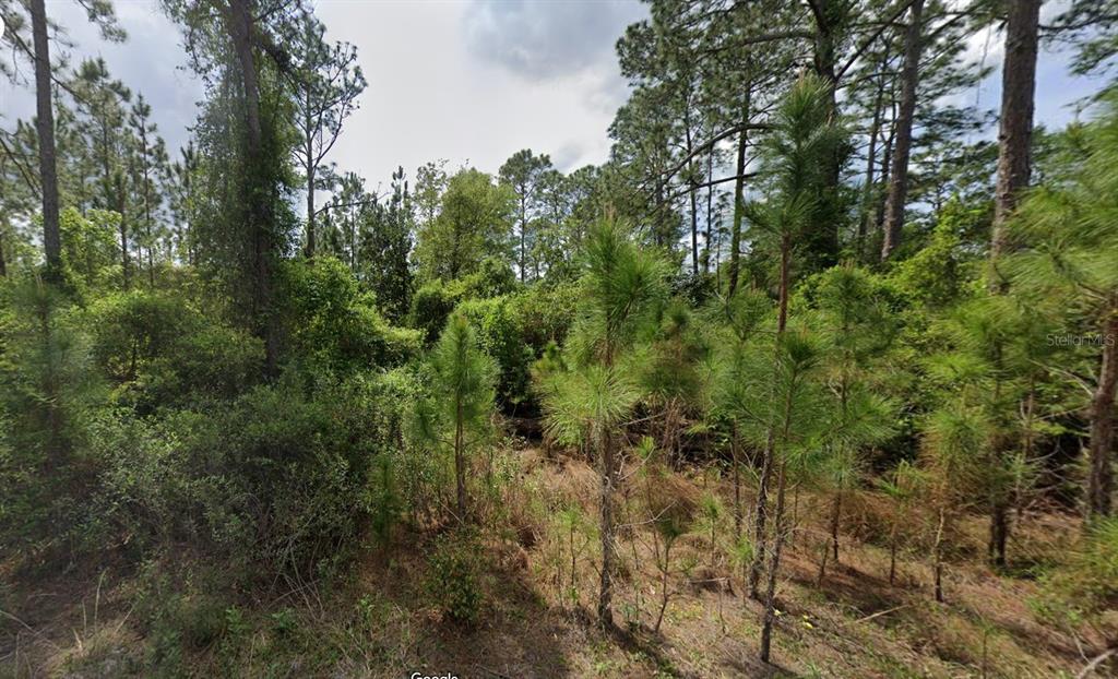 147 Roebuck Road Georgetown, FL 32139 - Photo 11 of 12 a view of a forest with a tree