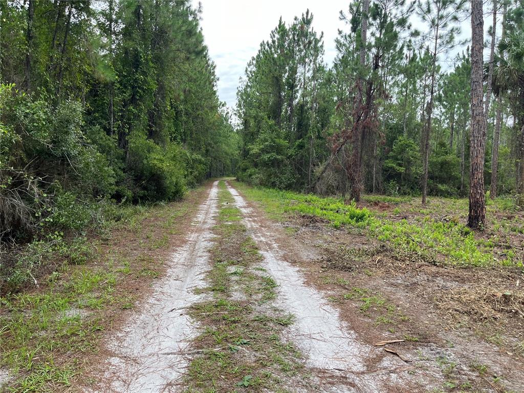 147 Roebuck Road Georgetown, FL 32139 - Photo 3 of 12 a view of outdoor space with trees all around