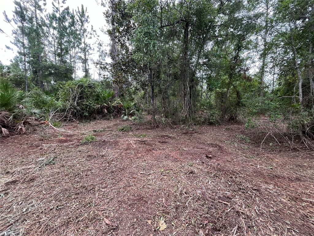 147 Roebuck Road Georgetown, FL 32139 - Photo 4 of 12 a view of a forest with trees in the background