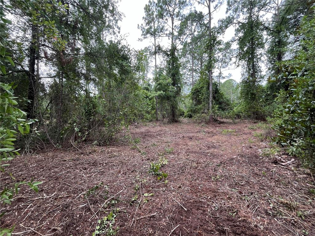 147 Roebuck Road Georgetown, FL 32139 - Photo 6 of 12 a view of a yard with a tree