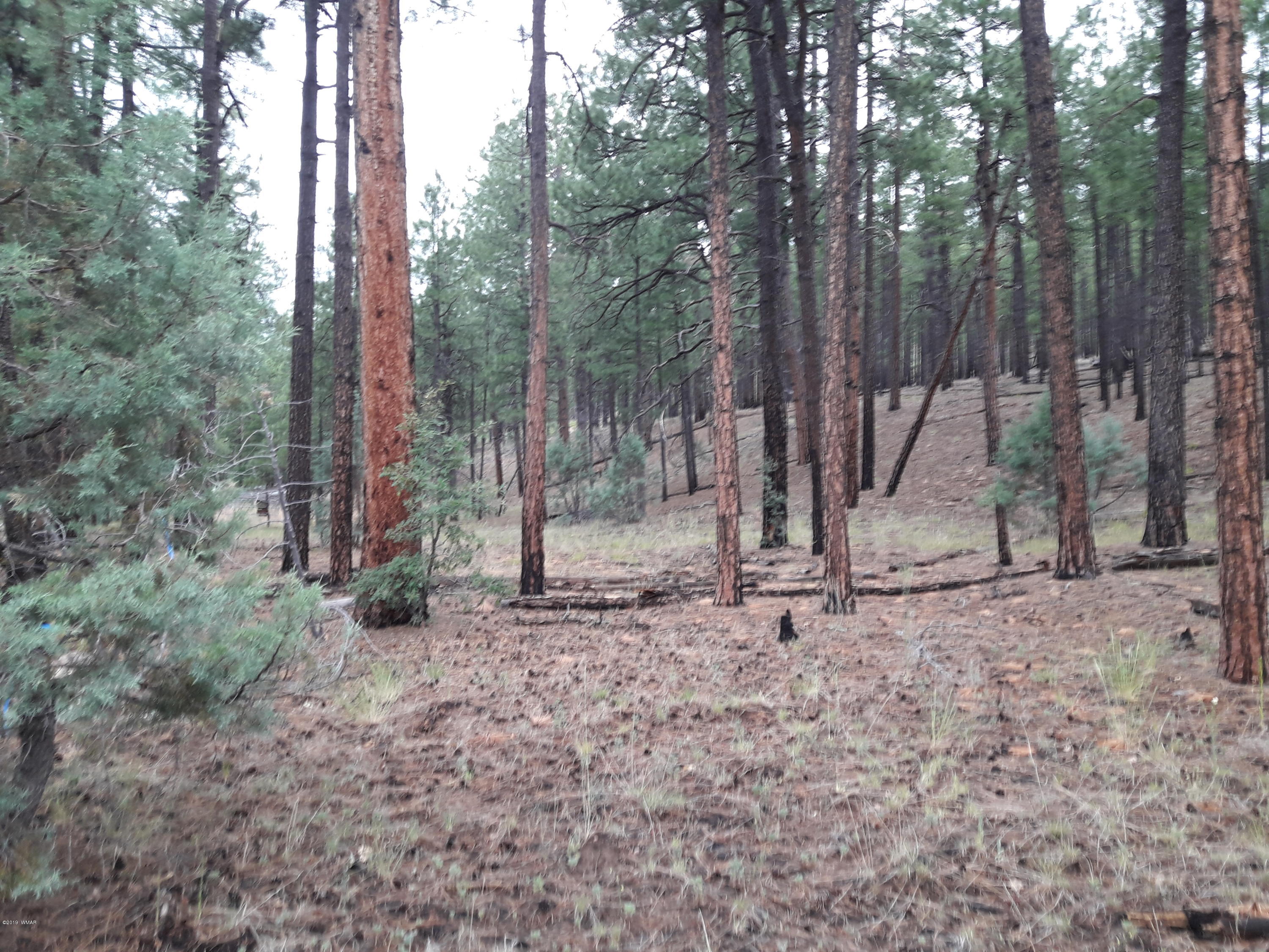 3978 Forest Service Road 161 Overgaard, AZ 85933 - Photo 1 of 3