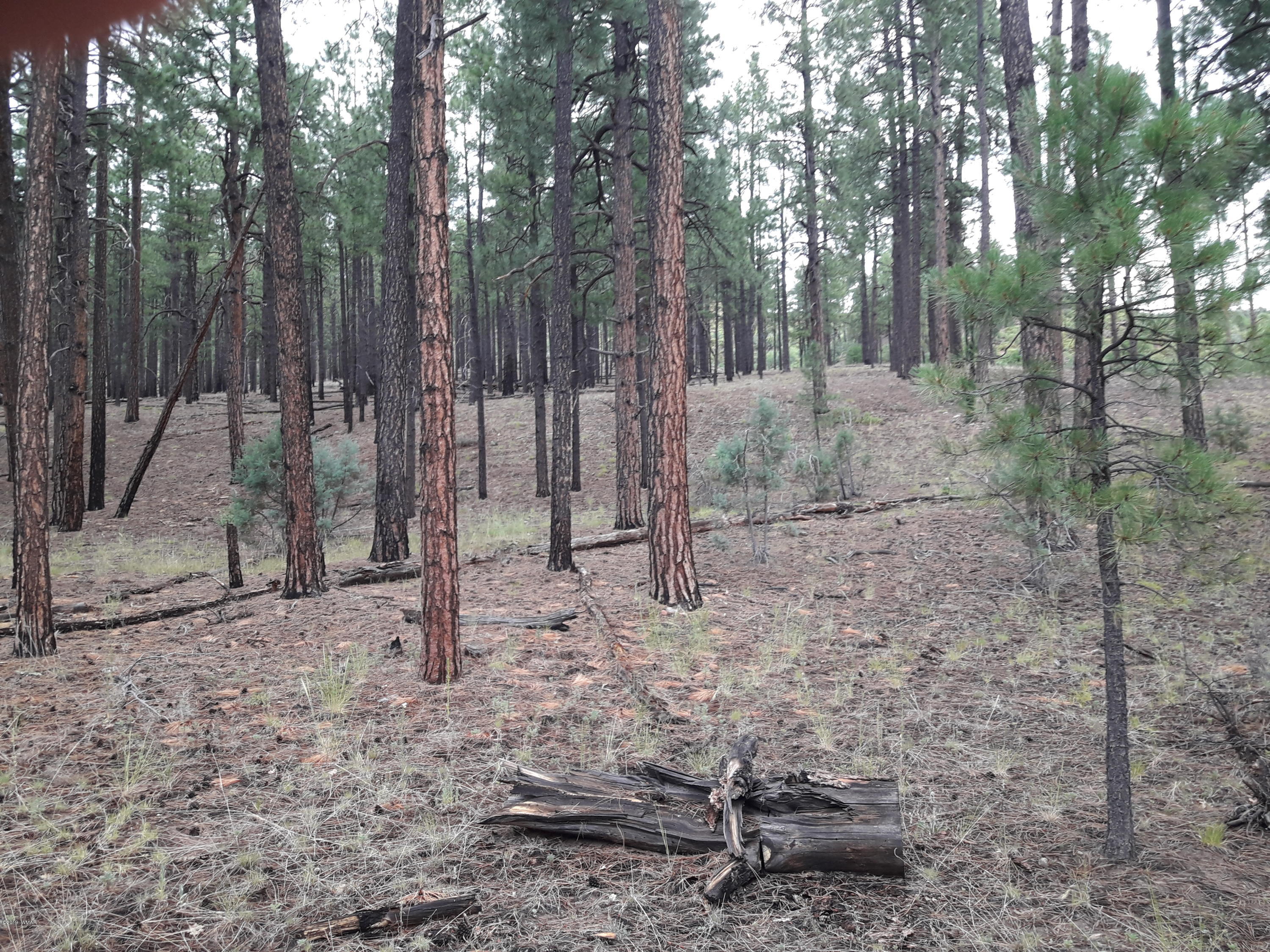 3978 Forest Service Road 161 Overgaard, AZ 85933 - Photo 2 of 3